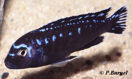 Melanochromis interruptus