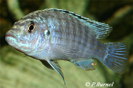 Melanochromis joanjohnsonae