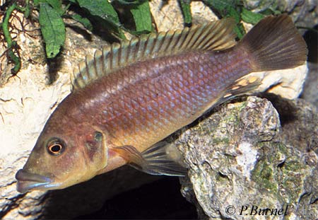 Abactochromis labrosus