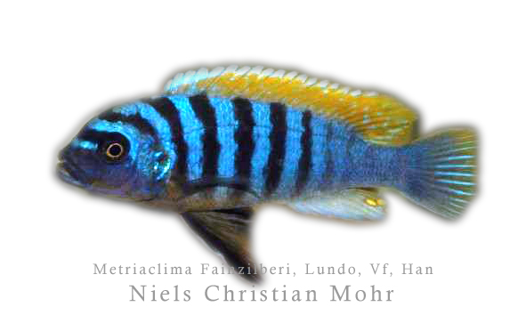 Maylandia fainzilberi