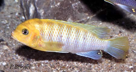 Maylandia hajomaylandi