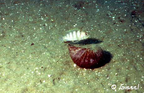 Maylandia livingstonii