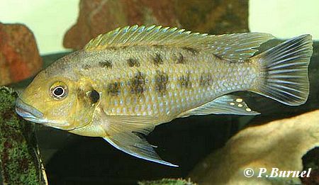 Pseudotropheus williamsi