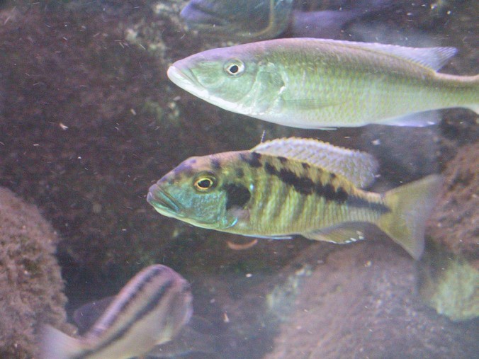 Buccochromis heterotaenia