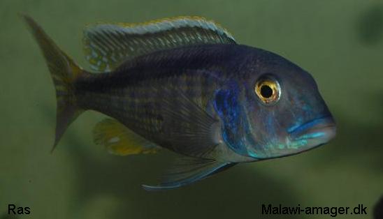 Buccochromis spectabilis