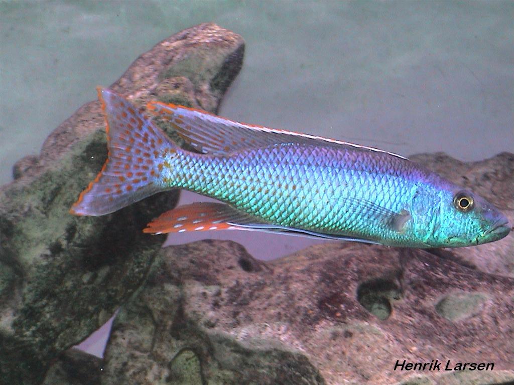 Champsochromis caeruleus