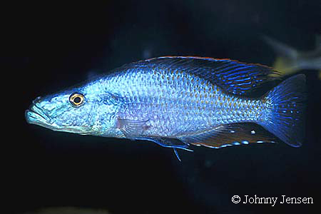 Dimidiochromis compressiceps