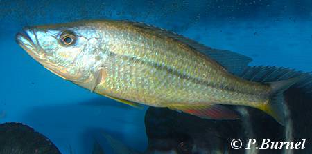 Dimidiochromis dimidiatus