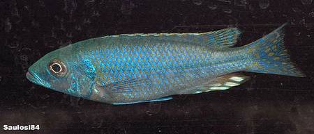 Dimidiochromis kiwinge
