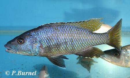 Exochochromis anagenys