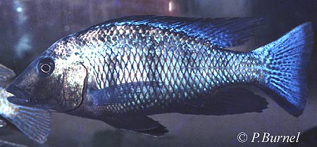 Fossorochromis rostratus