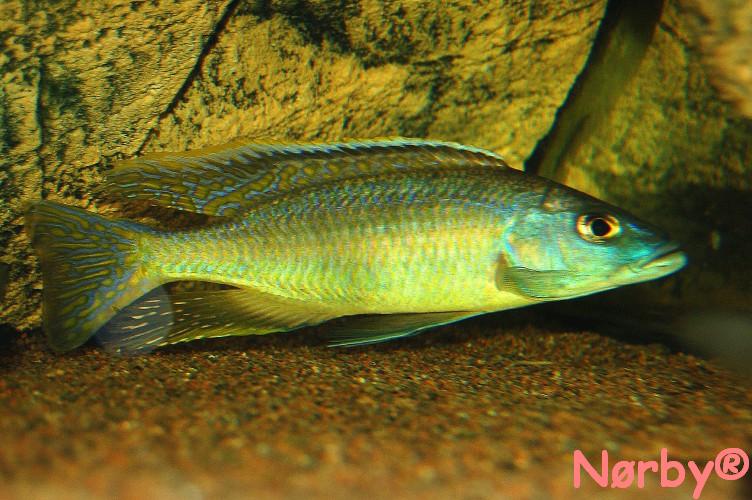 Mylochromis gracilis