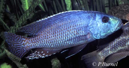 Nimbochromis fuscotaeniatus