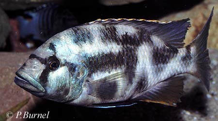 Nimbochromis livingstonii