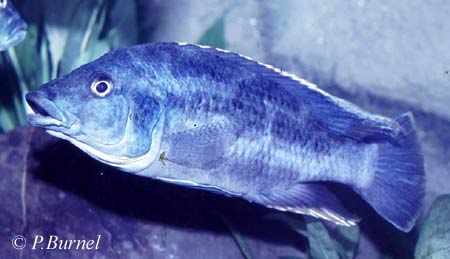 Nimbochromis polystigma
