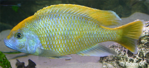 Nimbochromis venustus