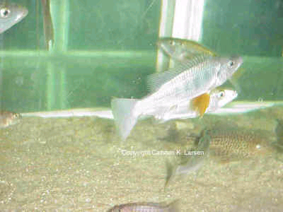 Rhamphochromis woodi