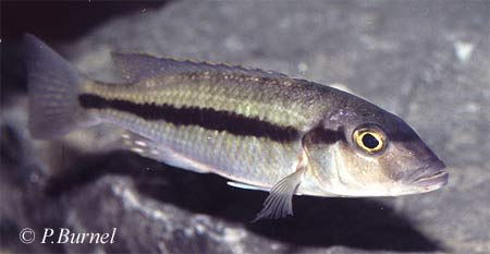 Taeniochromis holotaenia
