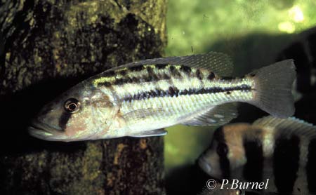 Tyrannochromis nigriventer