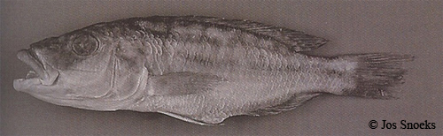 Tyrannochromis sp. macrostoma short pedicel