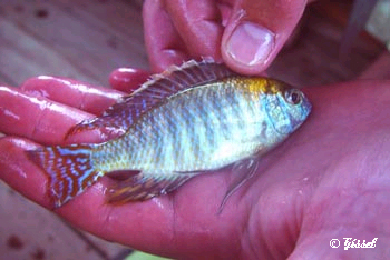 Lethrinops microstoma