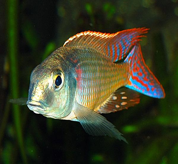 Lethrinops red fin marginatus