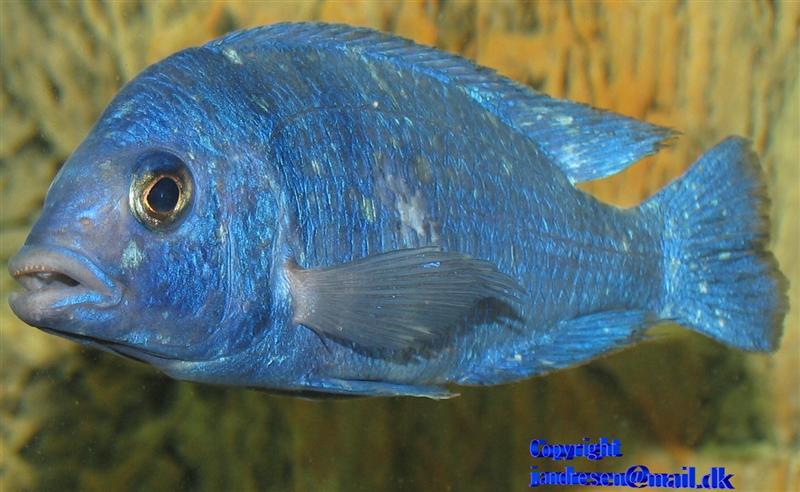 Placidochromis phenochilus 