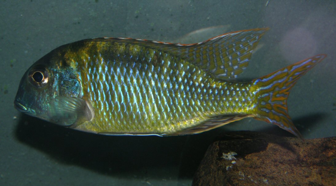 Tramitichromis lituris