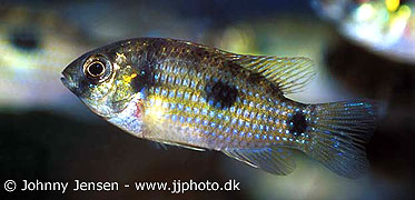 Anomalochromis thomasi