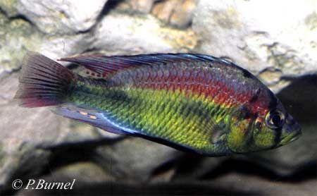 Astatotilapia aeneocolor