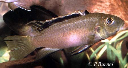 Benitochromis nigrodorsalis