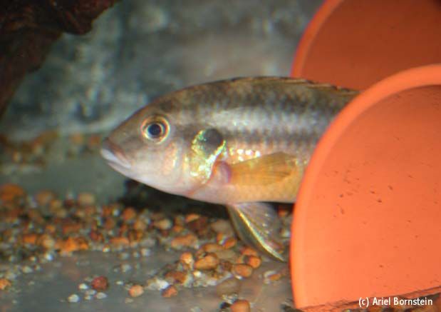 Benitochromis ufermanni