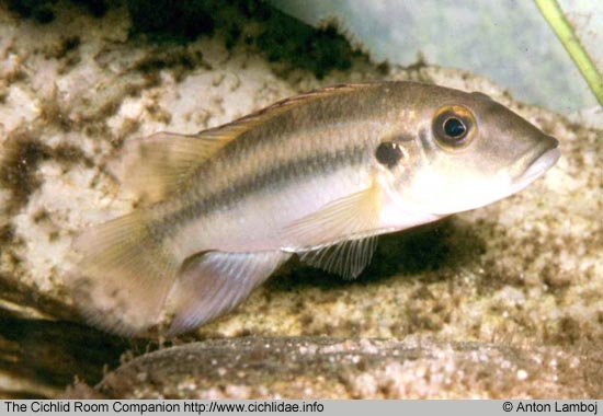 Chromidotilapia cavalliensis