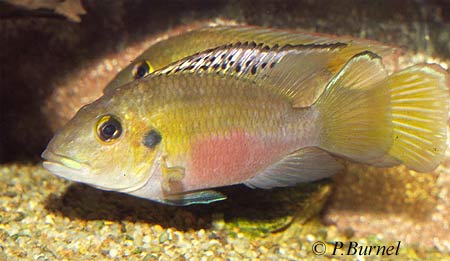 Chromidotilapia guentheri