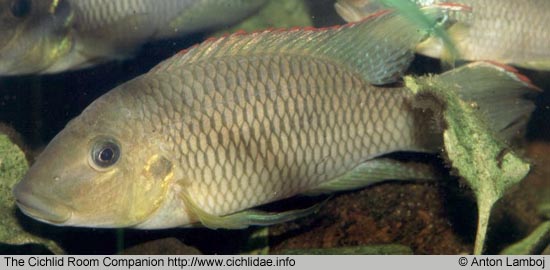 Chromidotilapia kingsleyae