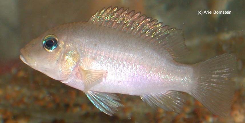 Chromidotilapia linkei