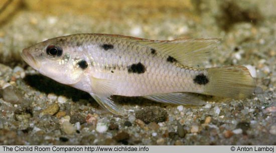 Chromidotilapia mrac