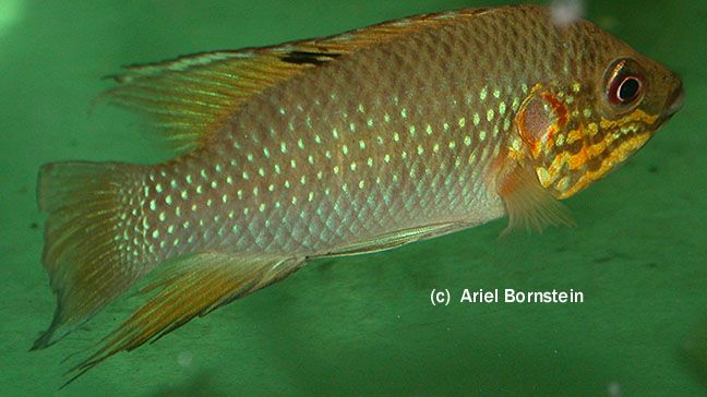 Hemichromis cerasogaster