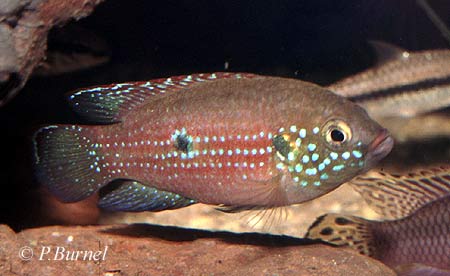 Hemichromis cristatus