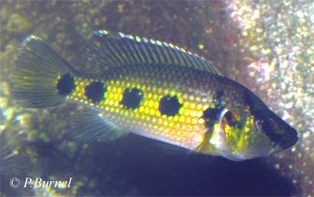 Hemichromis fasciatus 