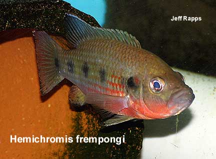 Hemichromis frempongi