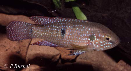 Hemichromis guttatus