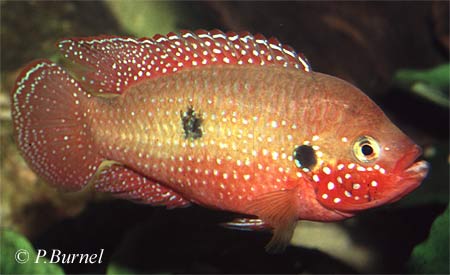 Hemichromis letourneauxi