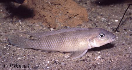 Lamprologus congoensis