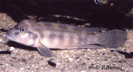 Lamprologus mocquardi