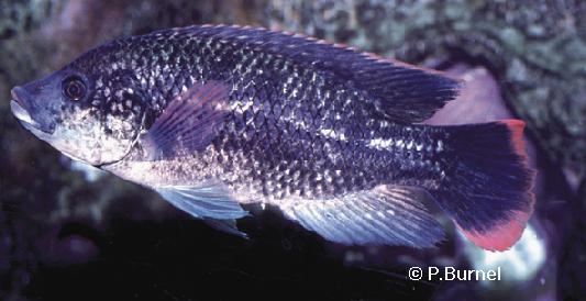 Oreochromis mossambicus
