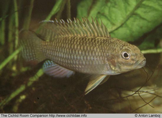 Parananochromis brevirostris
