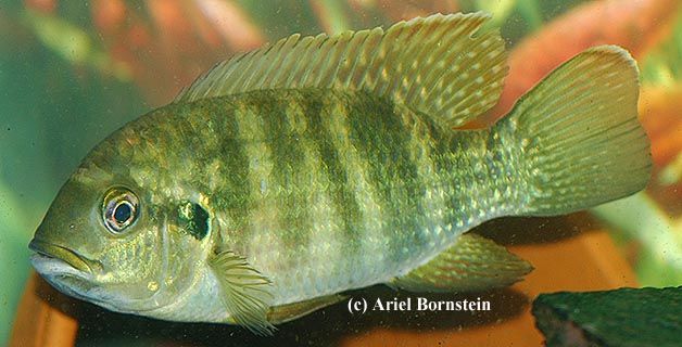 Pelmatochromis buettikoferi