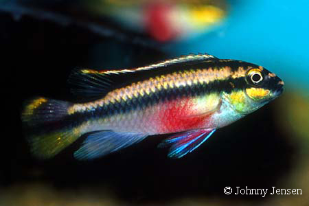 Pelvicachromis pulcher