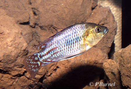 Pseudocrenilabrus nicholsi